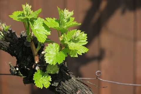 葡萄藤,葡萄藤,植物,自然,食物,生长,叶子,植物部分 葡萄藤,葡萄藤,植物,自然,食物,生长,叶子,植物部分