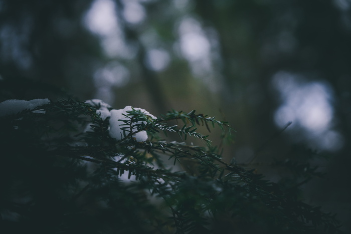 树木、森林、雪、宏、景观、自然、壁纸、绿色