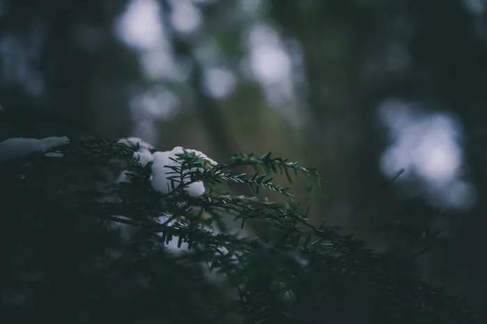 树木、森林、雪、宏、景观、自然、壁纸、绿色