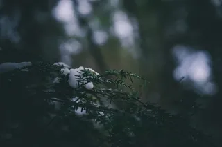 树木、森林、雪、宏、景观、自然、壁纸、绿色