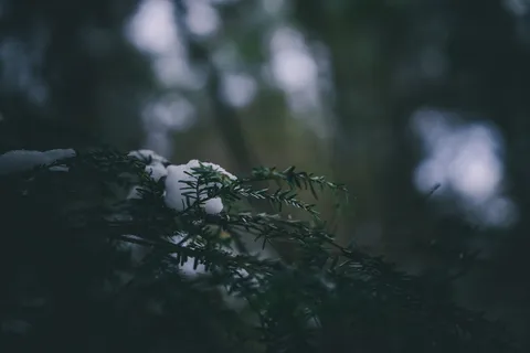 树木、森林、雪、宏、景观、自然、壁纸、绿色 树木、森林、雪、宏、景观、自然、壁纸、绿色