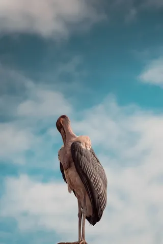 黑色和米黄色的大鸟