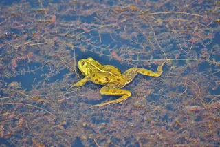 青蛙，池塘，花园池塘，水，水生动物，水蛙，青蛙池塘，绿蛙