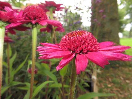 花,粉红色,花瓣,花园,自然,植物,粉红色,花头 花,粉红色,花瓣,花园,自然,植物,粉红色,花头