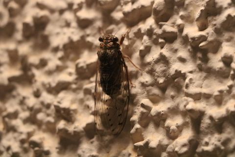 昆虫，自然，模糊，波基，苍蝇，翅膀，动物主题，动物