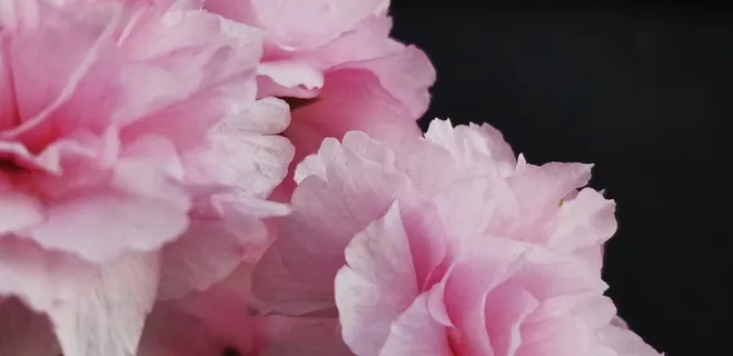 美国,洛杉矶,小东京,花,宏,自然,自然摄影,摄影 美国,洛杉矶,小东京,花,宏,自然,自然摄影,摄影