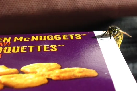 蜜蜂，昆虫，小，害虫，小虫，寄生虫，叮咬，翅膀