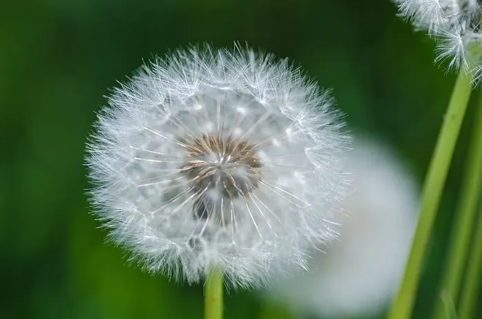 植物，模糊，野花，宏观，美丽，明亮，特写，蒲公英