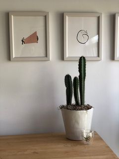 加拿大，多伦多，盆栽，室内，植物，装饰，室内，无人