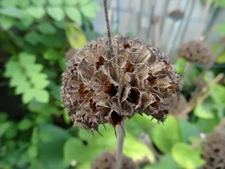 无籽，植物，自然，特写，关注前景，生长，自然之美，白天