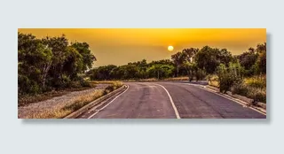 植物环绕的灰色沥青路