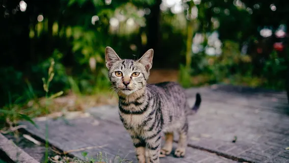 棕色斑猫特写摄影