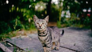 棕色斑猫特写摄影