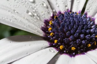 玛格丽特、宏、鲜、花、自然、芬芳、花园、盛开