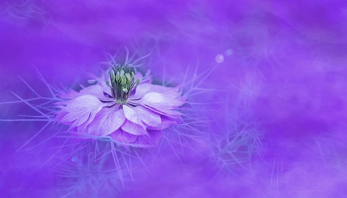 紫色，绿色，莲花壁纸，花朵，自然，背景，颜色，花卉