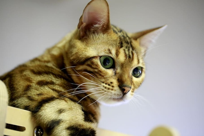 孟加拉，猫，宠物，孟加拉猫，小猫，猫咪照片，动物，混合