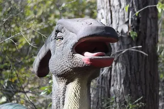 恐龙，头，自然，动物，树，木头，克鲁普尼杰平面图，模型