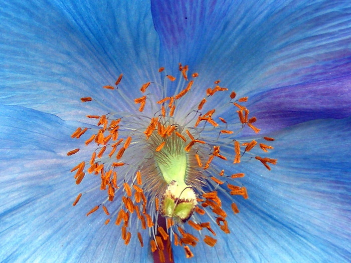 花，雄蕊，宏，蓝色，雌蕊，特写，花头，没有人
