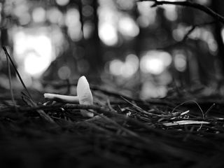 法国、莱日帽雪貂、大克罗霍特、黑色、树木、蘑菇、白色、森林