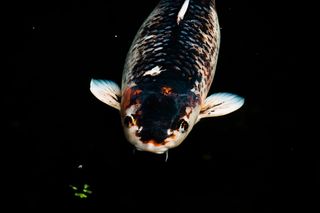 立陶宛、克雷廷加、冬季花园、鱼类、亚洲、植物、水、深色