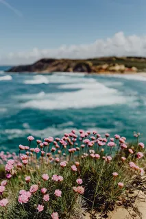 生长在葡萄牙海边的一簇粉红色的花