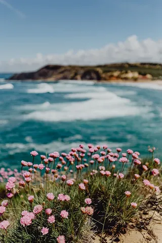 生长在葡萄牙海边的一簇粉红色的花