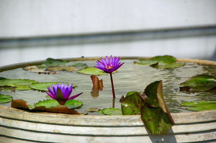 紫色睡莲，植物，百合，花朵，花朵，池百合，花瓣，紫色