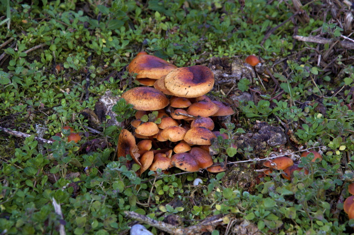 蘑菇，自然，运动，蘑菇，食品，真菌，生长，土地