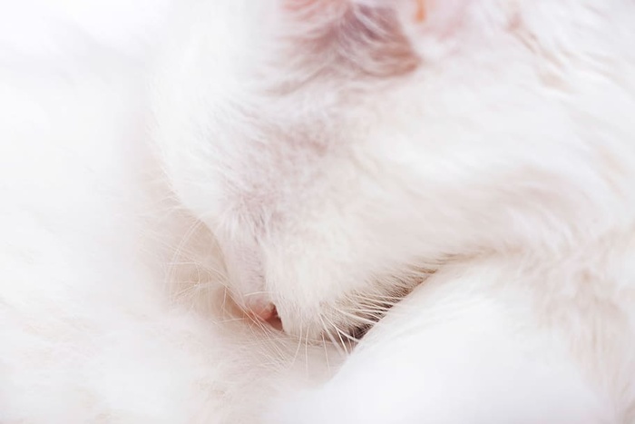 猫，眼睛，头，特写，哺乳动物，皮毛，光，蓬松