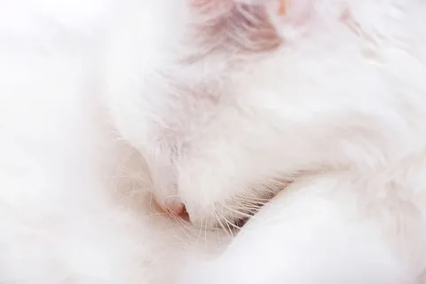 猫，眼睛，头，特写，哺乳动物，皮毛，光，蓬松