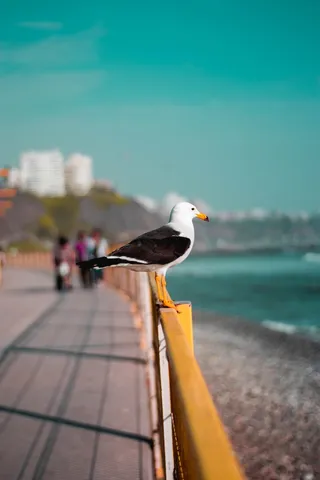 秘鲁、利马地区、街道、帕加罗、动物、unsplash、远景灵感、生活