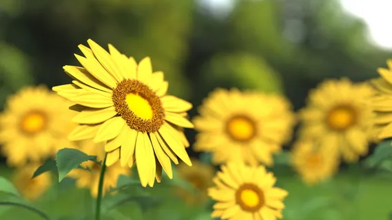 花,自然,花,枝,茎,茎,黄色,向日葵 花,自然,花,枝,茎,茎,黄色,向日葵