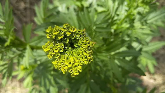 万寿菊,鲜花,鲜花,植物,绿色,自然,生长,特写 万寿菊,鲜花,鲜花,植物,绿色,自然,生长,特写
