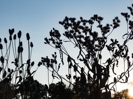 落日映衬出花朵的轮廓 落日映衬出花朵的轮廓