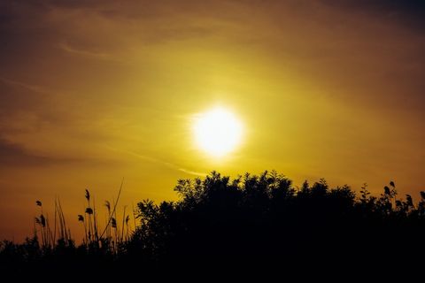 日落、太阳、黄昏、风景、自然、芦苇、阴影、下午