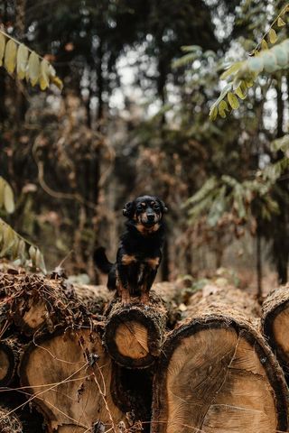 秋天在雾天向森林走去