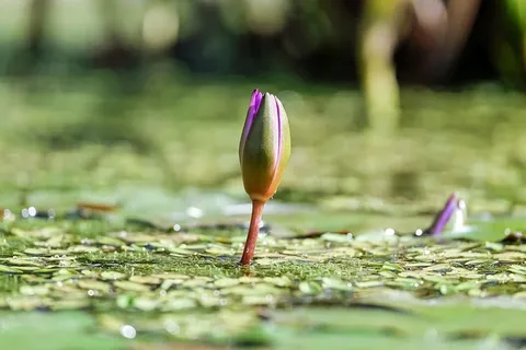 选择性,聚焦照片,紫色,睡莲芽,睡莲,花,开花,开花 选择性,聚焦照片,紫色,睡莲芽,睡莲,花,开花,开花