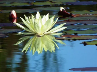 水，湖，花，自然之美，开花植物，睡莲，倒影，漂浮