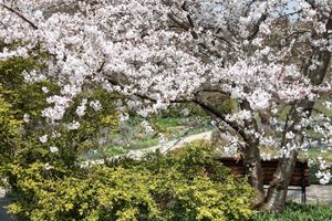 树，花，樱桃木，季节，树枝，公园，公园长凳，花园