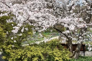 树，花，樱桃木，季节，树枝，公园，公园长凳，花园