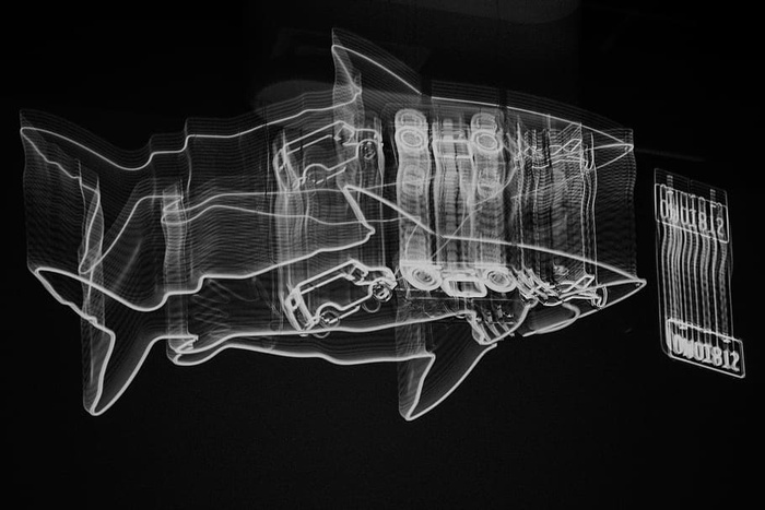 鲨鱼、霓虹灯、抽象、黑白、x光图像、黑色背景、摄影棚拍摄、医疗保健和医学