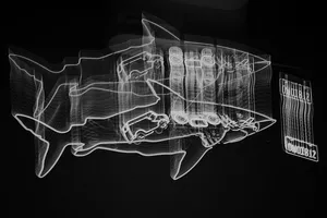 鲨鱼、霓虹灯、抽象、黑白、x光图像、黑色背景、摄影棚拍摄、医疗保健和医学