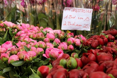 花卉、花园、植物、自然、叶子、市场、纳斯达克、维也纳