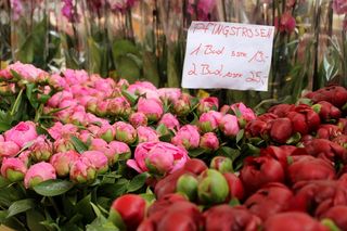 花卉、花园、植物、自然、叶子、市场、纳斯达克、维也纳