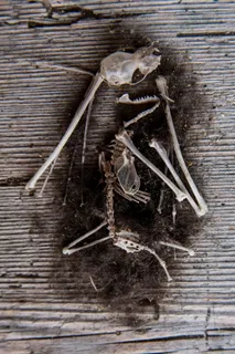 鼠标, 骨架, 骨桩, 帧, 死, 骨, 毛皮, 头发 鼠标, 骨架, 骨桩, 帧, 死, 骨, 毛皮, 头发