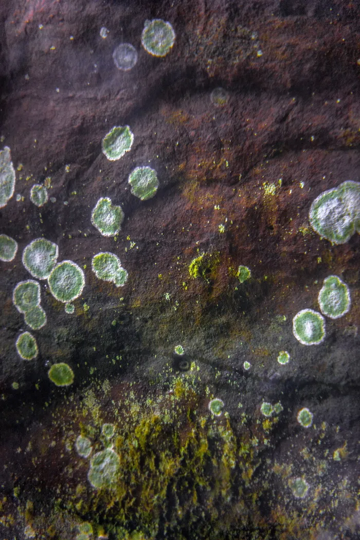 泡沫, 越南, Phong nha, 苔藓, 植物, 岩石, 球体, 石头