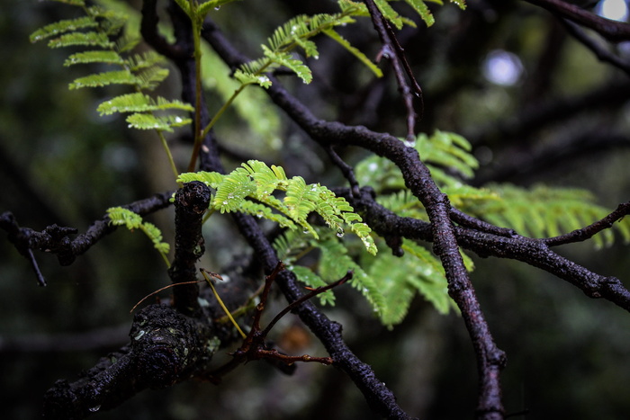 南非、比勒陀利亚、rademeyers、探索、旅行、摄影、黑暗、自然