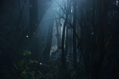 森林景观 森林景观
