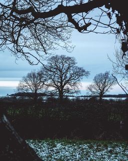 英国，英格兰，枯树，死亡，死亡，寒冷，喜怒无常，黑暗