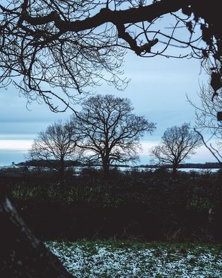 英国，英格兰，枯树，死亡，死亡，寒冷，喜怒无常，黑暗